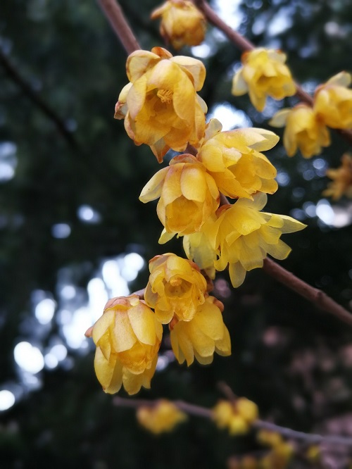 In the garden, Chinese flowers