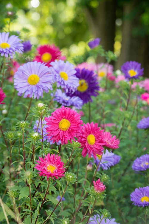 Chinese flowers in a landscape2