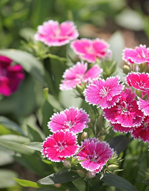 Chinese flowers in the garden3
