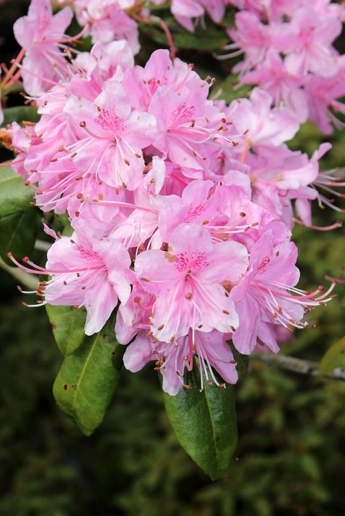 In the garden, Chinese flowers1