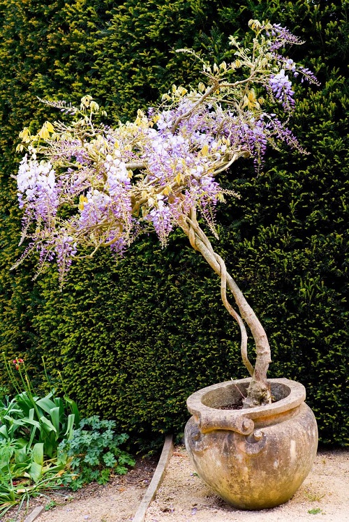 Chinese Flowers in garden