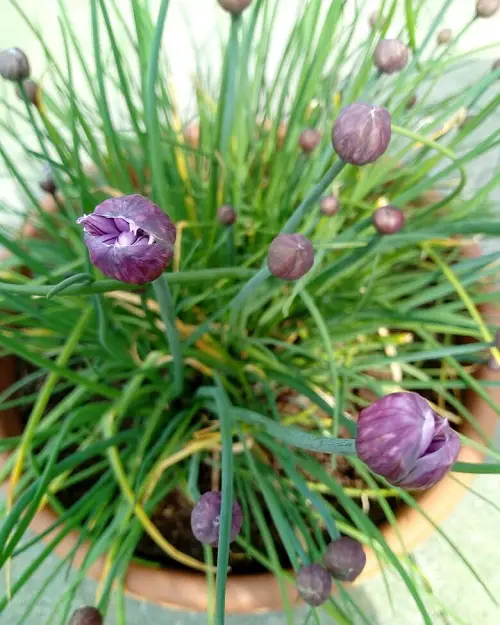 Herbs that Reseed and Keep Growing for years