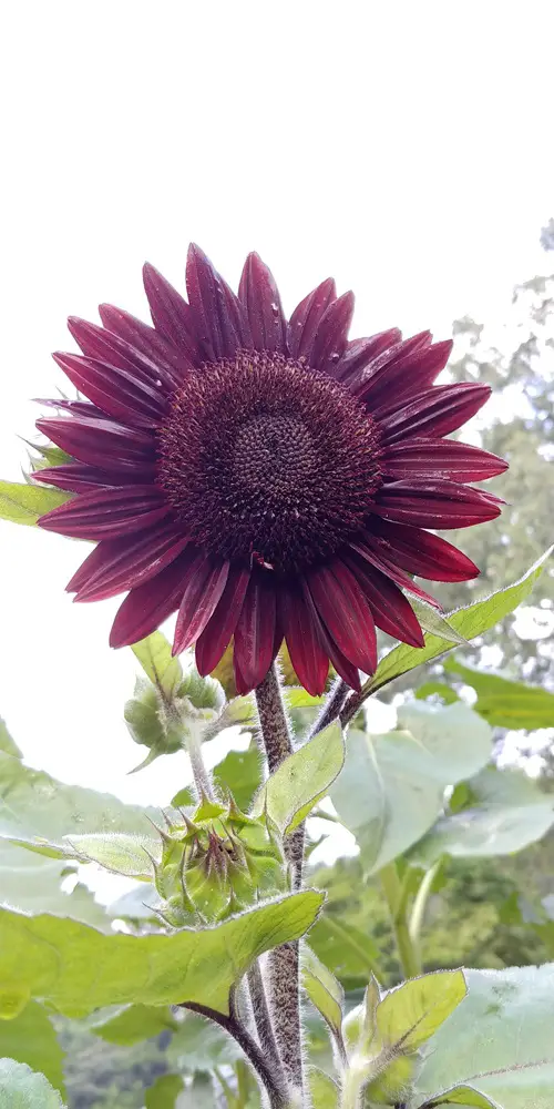 Chocolate Cherry Best Purple Sunflowers