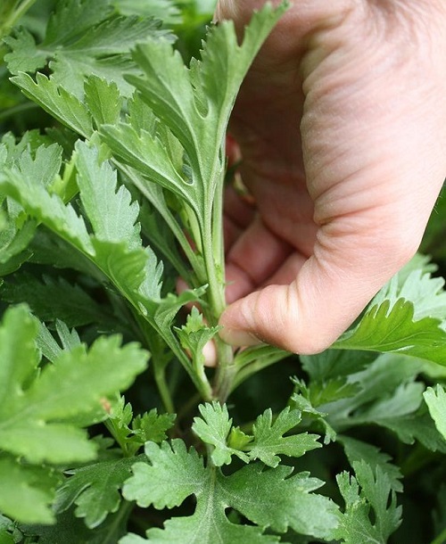 Chrysanthemums Plants Benefiting from Pinching