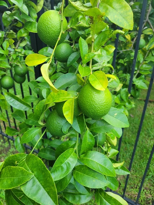 Fruit Trees in North Carolina2