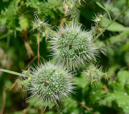 Plants that Have Prickly Hairs