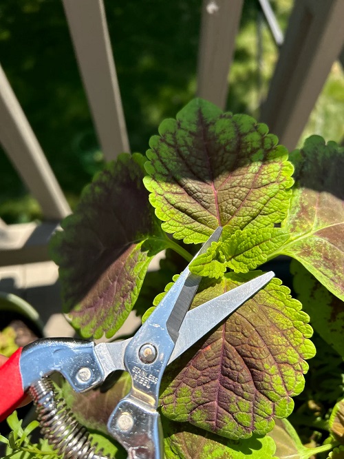 Coleus Plants Benefiting from Pinching