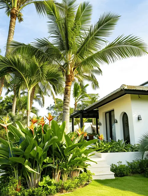 Super Important Palm Tree Growing Tips 6