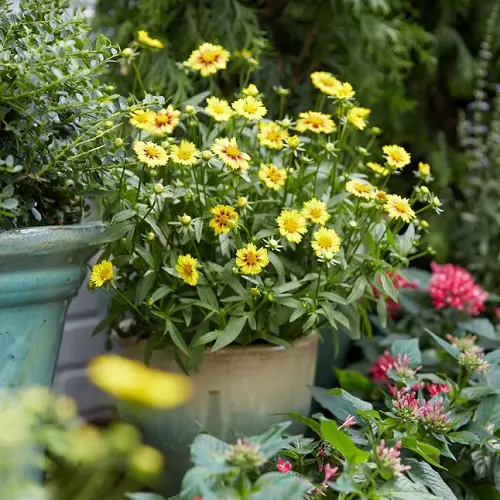 Symbolic Meaning of Coreopsis