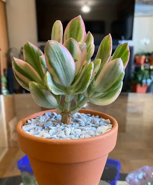 Crassula ovata ‘Lemon and Lime’Variegated Jade Plant Varieties