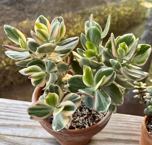 Crassula ovata ‘Minima’ Variegated Jade Plant Varieties