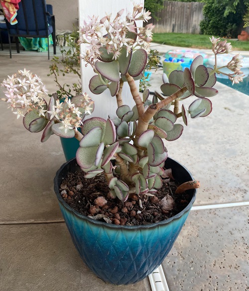 Crassula ovata 'Silver Dollar'in pot