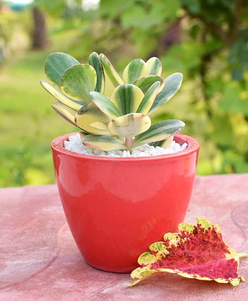 Crassula ovata 'Tricolor'Variegated Jade Plant Varieties