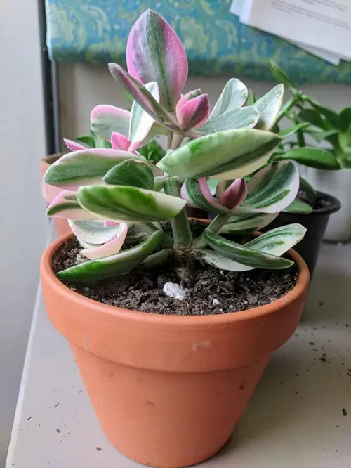 Crassula ovata ‘Pink Beauty’Variegated Jade Plant Varieties