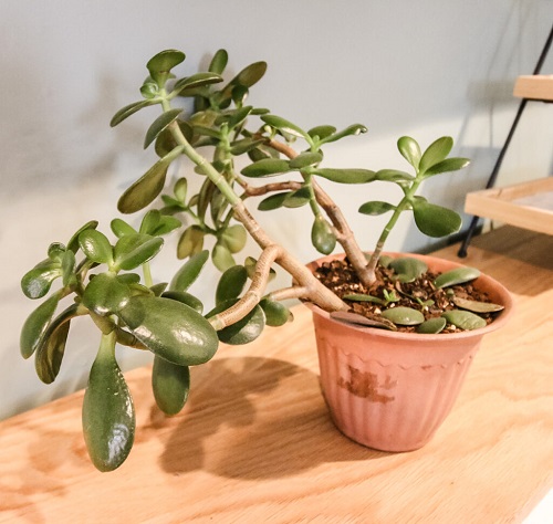 Plants in Your Home That You Should Grow in February