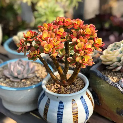 Variegated Jade Plant Varieties 2