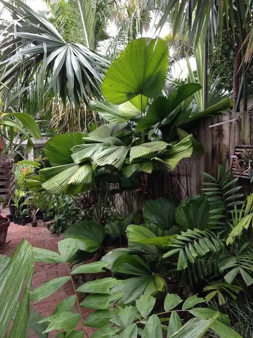 Super Important Palm Tree Growing Tips 3