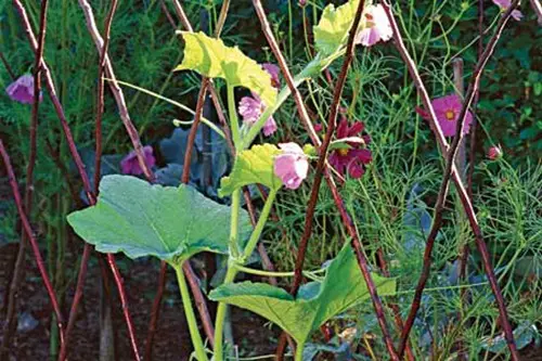 Building a Garden Ladder and Trellis at Home3