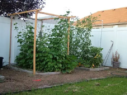 Ideas for Cantaloupe Trellis