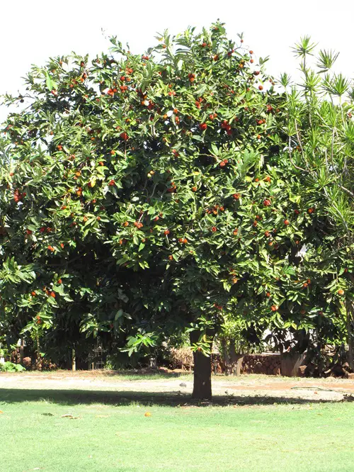 Persimmon Fruit Trees that Grow in Ohio