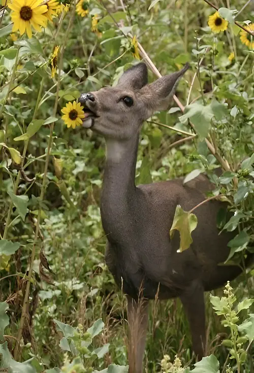 Do Deer Eat Sunflowers