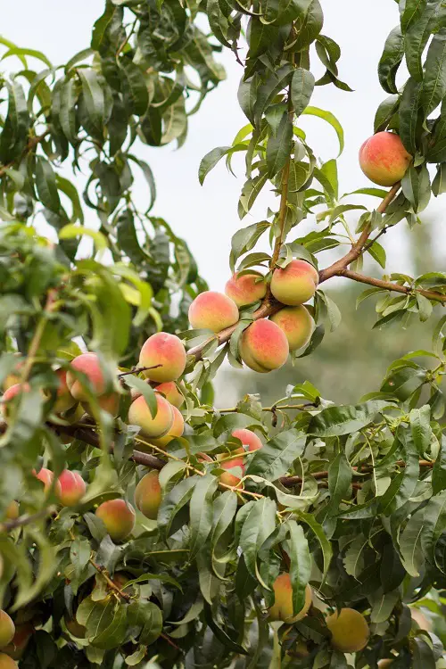 fruit trees that grow quickly 2