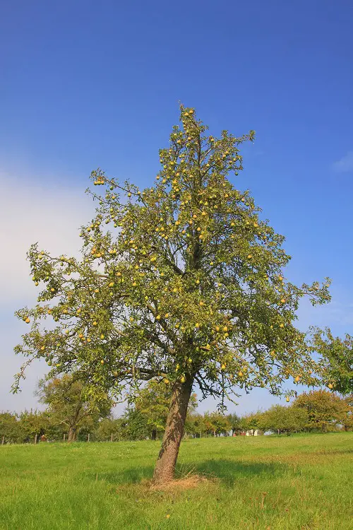 quickly growing fruit trees 2