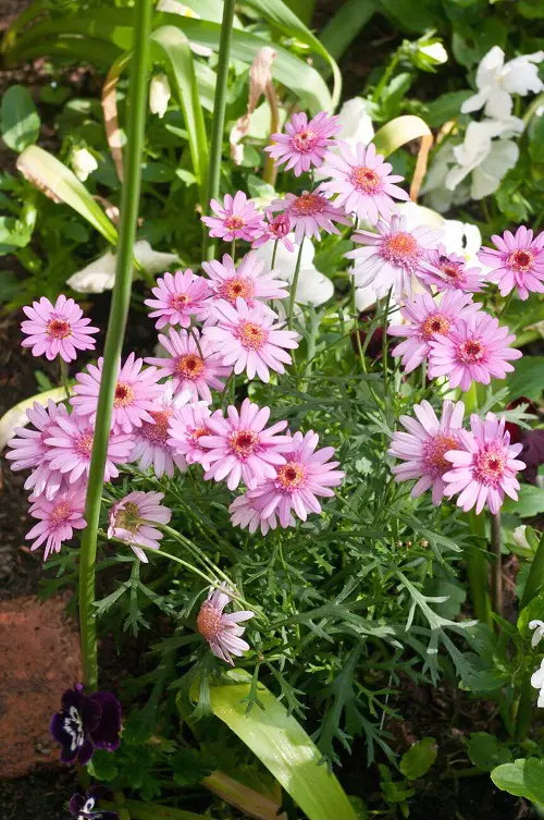 Perennials That Look Like Zinnias 6