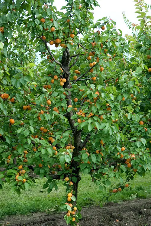 quickly growing fruit trees 3