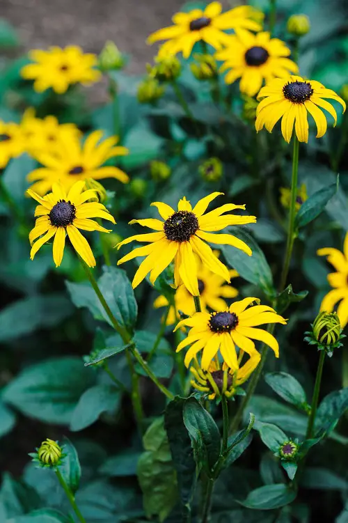 Perennials That Look Like Zinnias 8