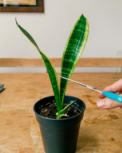 Houseplants That Are Good to Grow in February 1