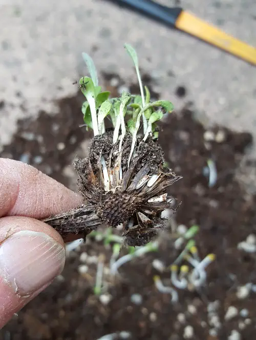 Herbs that Reseed and Keep Growing