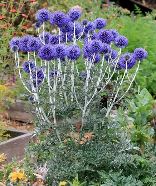 Macho and Masculine Flowers bloom