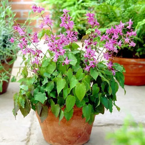 Barrenwort