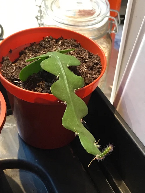 February Houseplants You Should Grow