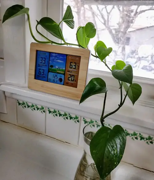 Climbers That Can Grow in Just Water
