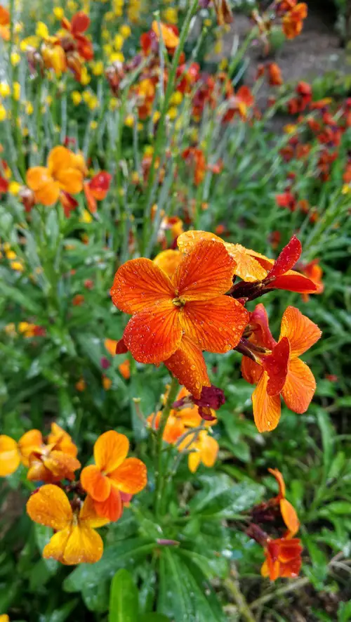 Western Wallflower 4 Petal Flowers