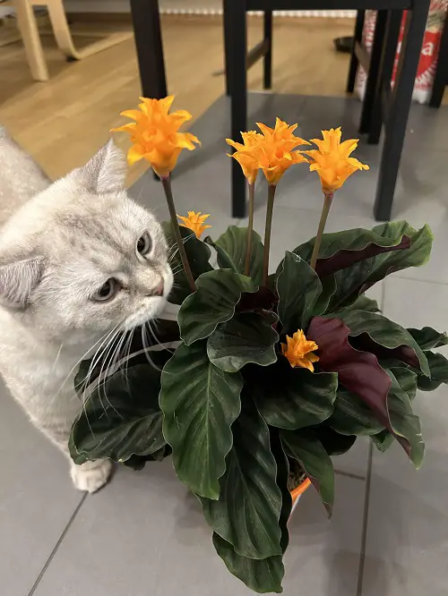 indoor Beautiful Flowers That Grow in dark