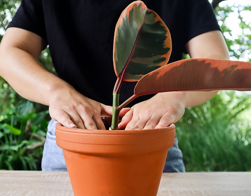 Plants in Your Home That You Should Grow in February 1