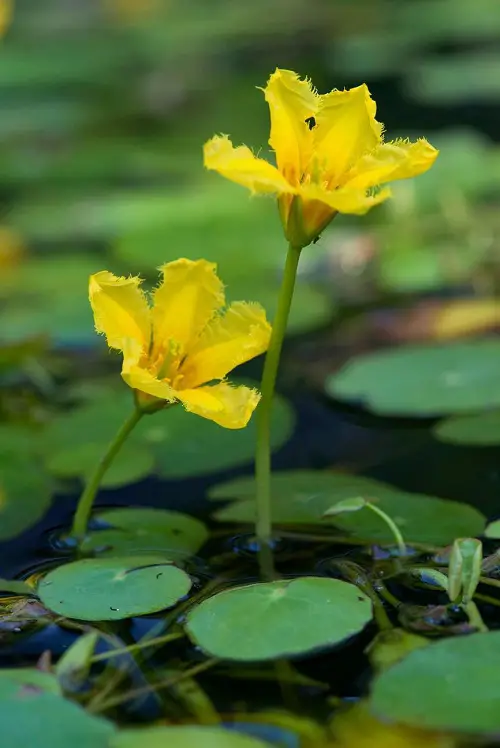 Floating Flowers 6