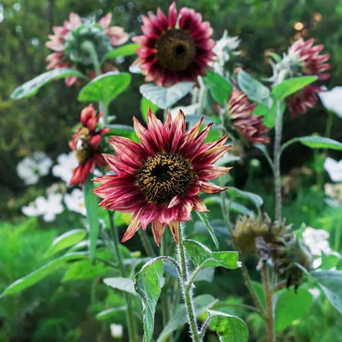 Floristan Best Purple Sunflowers