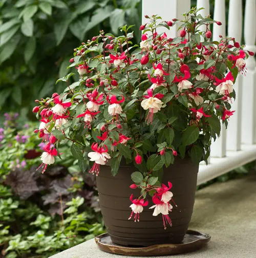 Fuchsia Flowers that Grow Without Sunlight