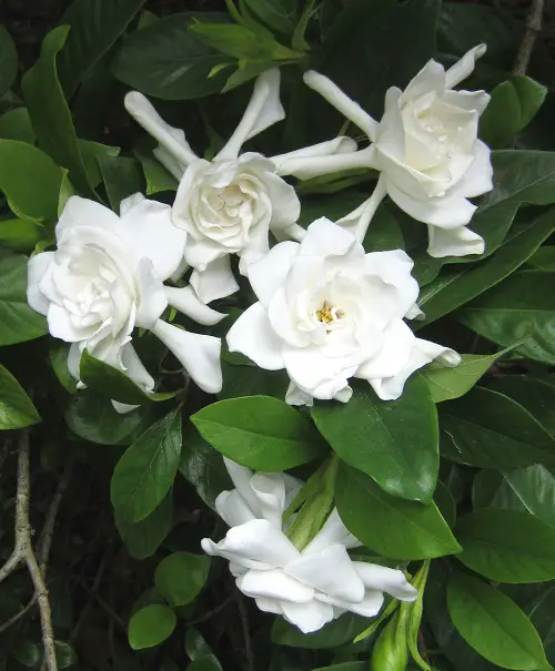 Types of Gardenias in Florida