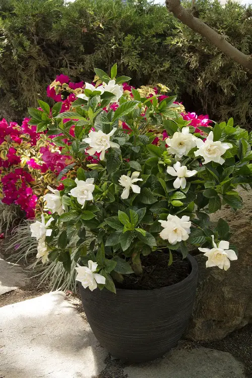 Types of Gardenias in Florida 2