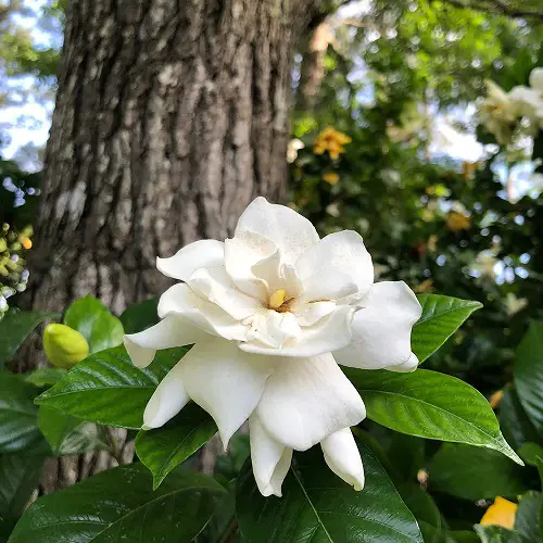 Types of Gardenias in Florida 3