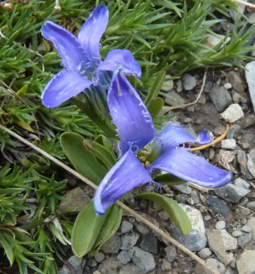Beautiful 4 Petal Flowersin garden