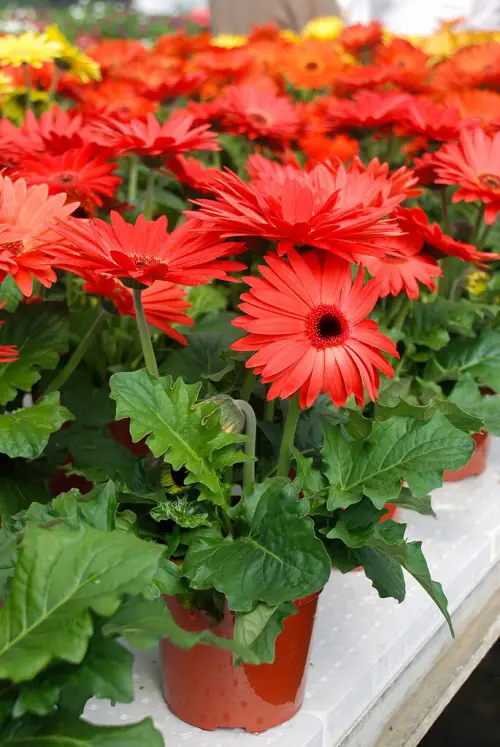 Macho and Masculine Flowers 2