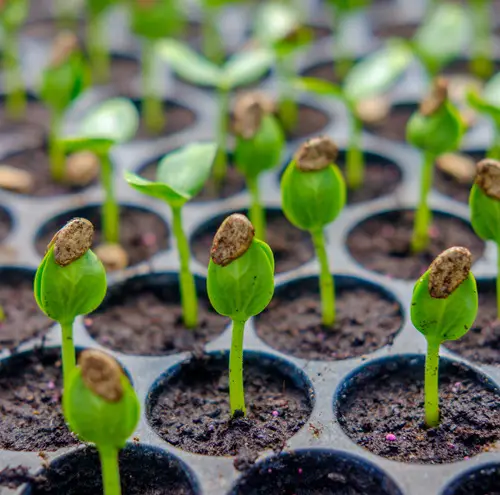 Germination Watermelon Growing Stages
