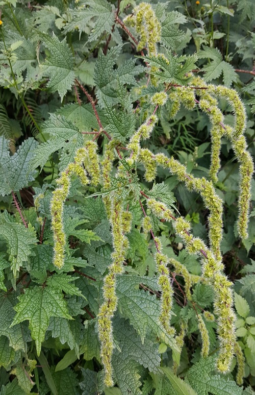 Plants with Bristly Leaves 