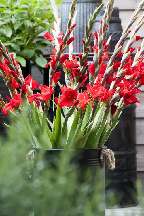 range of Macho and Masculine Flowers